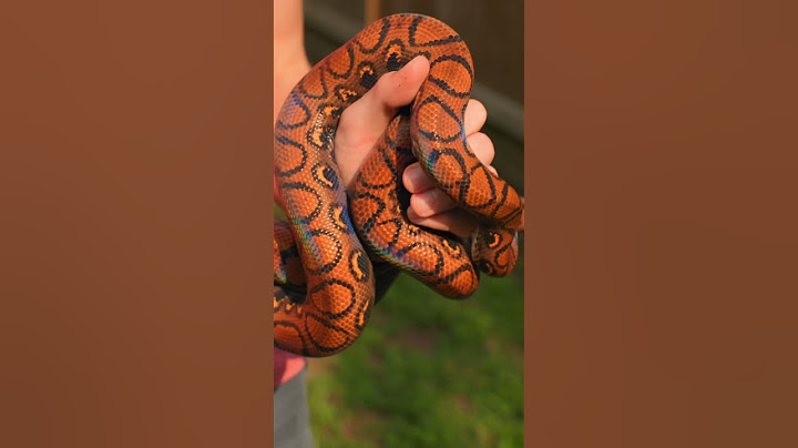 Why my boa is called a “Rainbow Boa” #snake