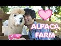 We find love at an alpaca farm
