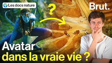 Un peuple non contacté menacé par un groupe français ? Pourquoi ce projet en Indonésie inquiète