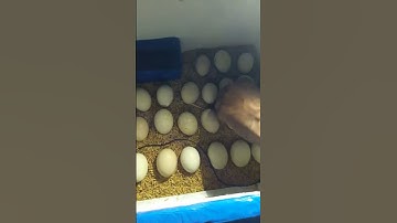 DIY Automatic Egg Incubator Progress #Viral #Shorts