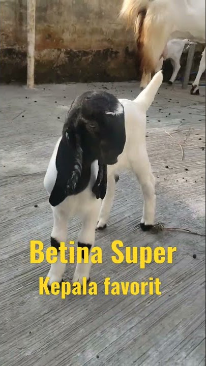 Kepala Favorit Cempene Betina Super #kambing #cempe #kambingetawa #etawakontes