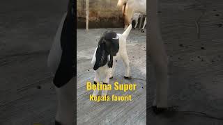 Kepala Favorit Cempene Betina Super kambing cempe kambingetawa etawakontes