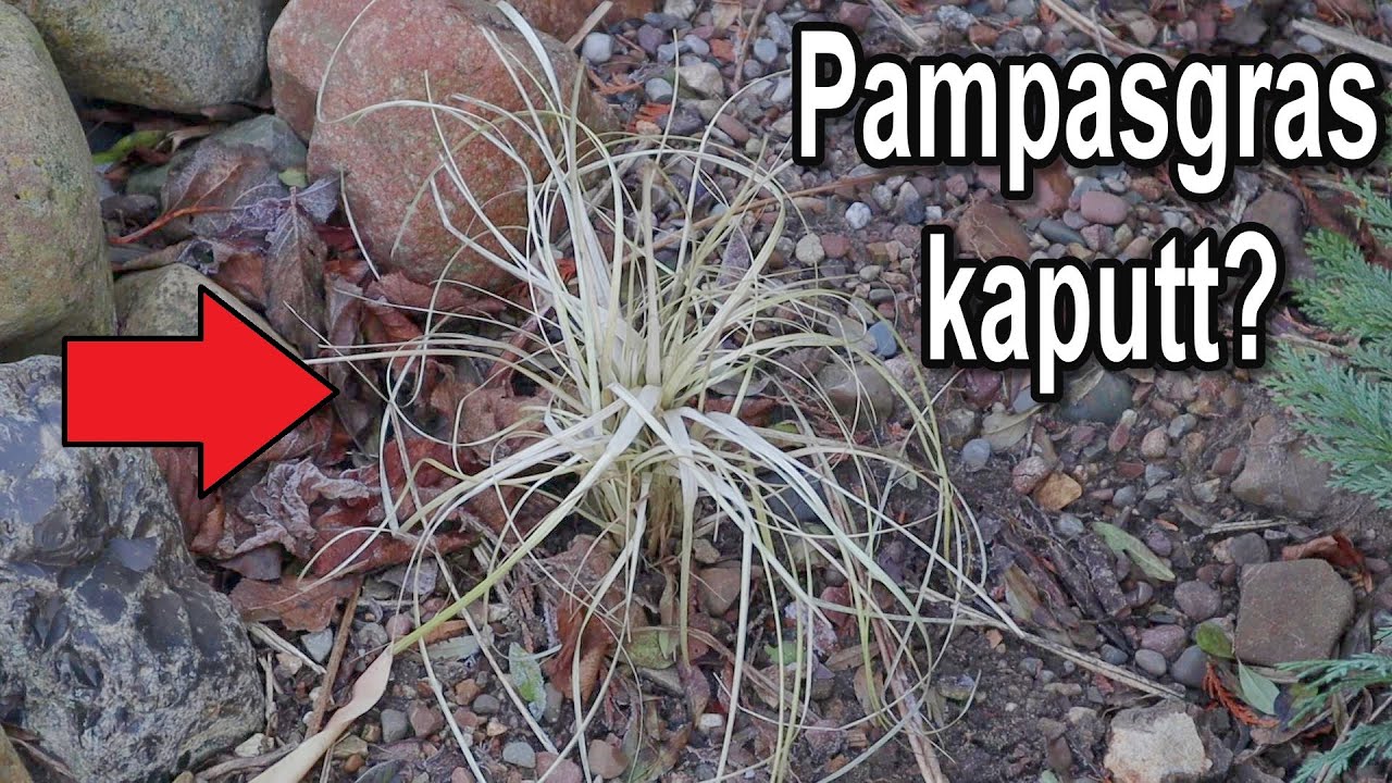 Pampasgras kaputt? Pampasgras ist braun oder gelb im Winter / Frühjahr nachdem Winter – Ursache