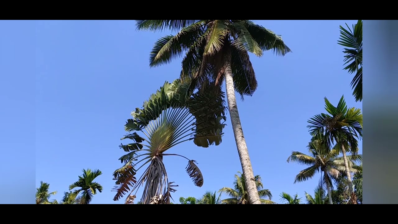 Pecoak Tree Height at Coconut Tree