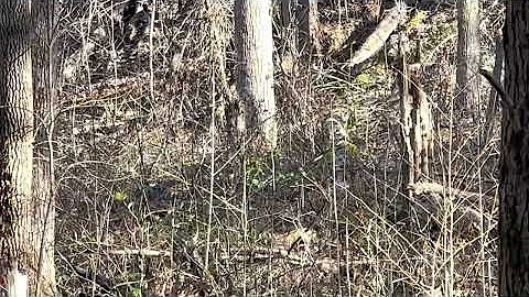 Smokey Mountain National Park, Gatlinburg Black Be...