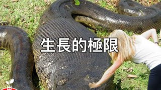 生長無極限這些動物能長到多大可怕難以置信【出類拔萃】