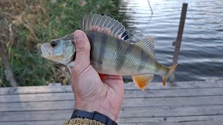видео: Чем холоднее  - тем крупнее окунь клюёт! Ловля окуня осенью на спиннинг! картинка: Чем холоднее  - тем крупнее окунь клюёт! Ловля окуня осенью на спиннинг!