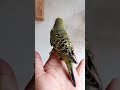 #viralvideo #cockatiel #petsfofinhos #birds #modapet #parrot #pets #periquitosaustralianos