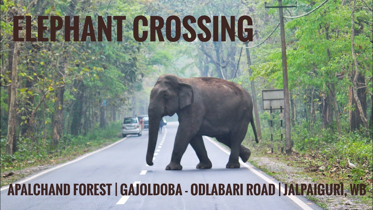 Elephant Crossing | Apalchand Forest | Gajoldoba - Odlabari road | Jalpaiguri | North Bengal