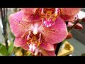 Завоз сортовых орхидей в Бауцентр 9 апреля 2021 г. Леко Фантастик,  Мэйджик Арт, Биг липы ...