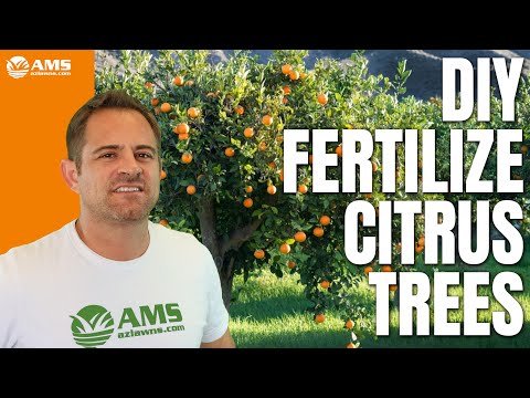 Video: Citrusinių vaisių spygliai – priežastys, dėl kurių gali atsirasti spyglių ant citrusinių vaisių