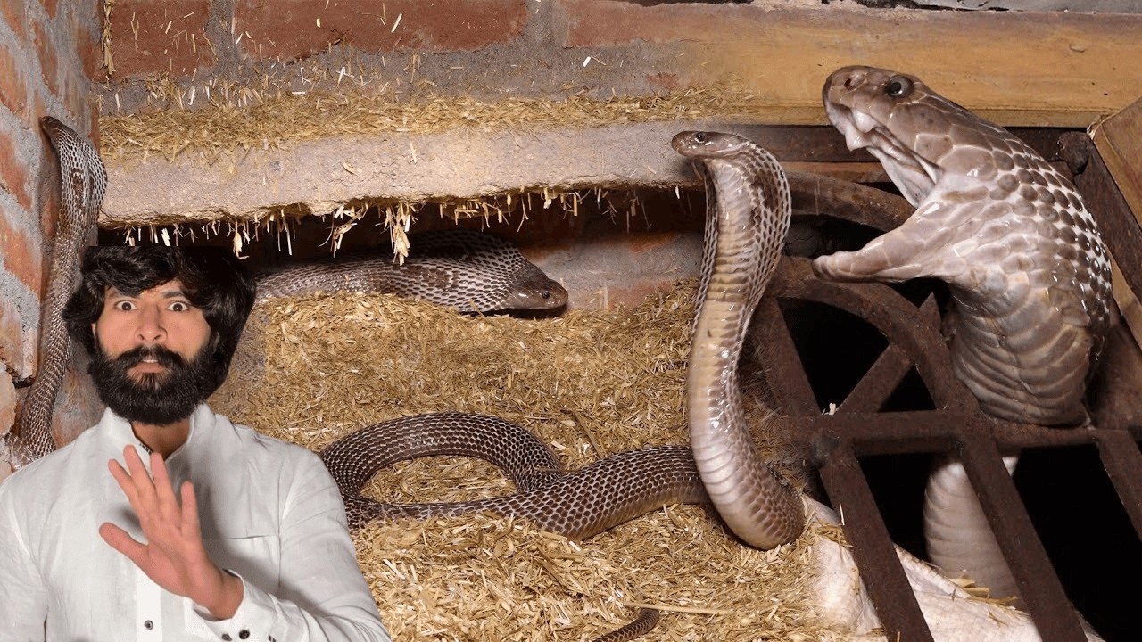 😱🐍 खौफनाक मंजर! Murliwale Hausla