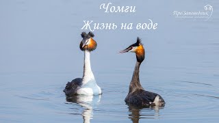 Чомги. Жизнь на воде