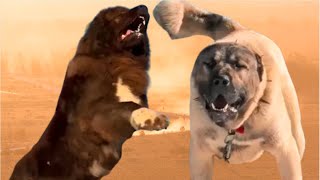 The Most Dangerous Dogs in the World