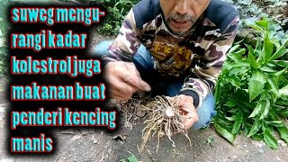 Cara Menanam Suweg Untuk Dipaket Ke Medan