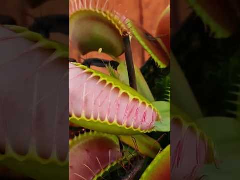 Укусило за палец опасное растение. Последствия укуса