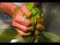 Sicilian Olive Oil: "You, Me and Sicily" Episode 21