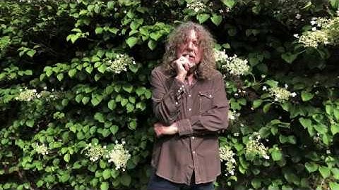 Robert Plant