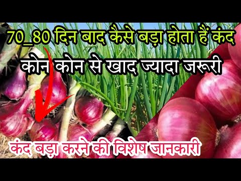 प्याज के कंद को कैसे बड़ा करे।70_80 दिन बाद कोनसा खाद डालें।प्याज की साइज कैसे बड़ाए।