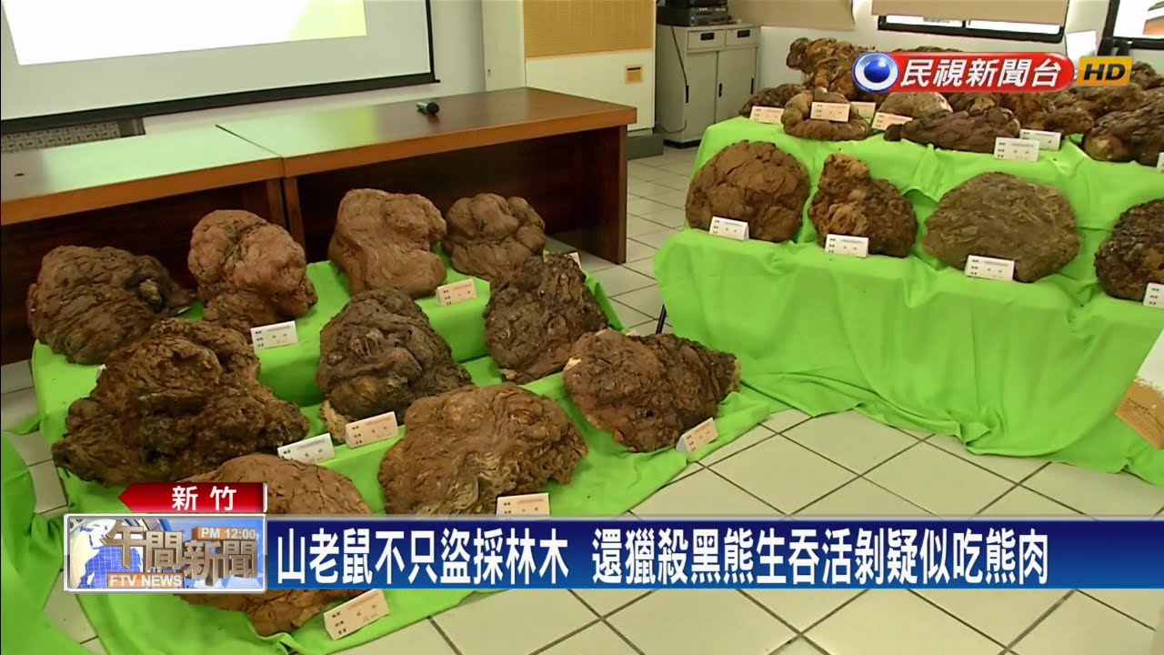 山老鼠集團盜伐木材竟還獵殺黑熊生吞活剝 民視新聞 Youtube