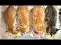 すっかり兄弟の一員になった子猫【ひまわり&屋台兄弟日記】Finding his place among the siblings.