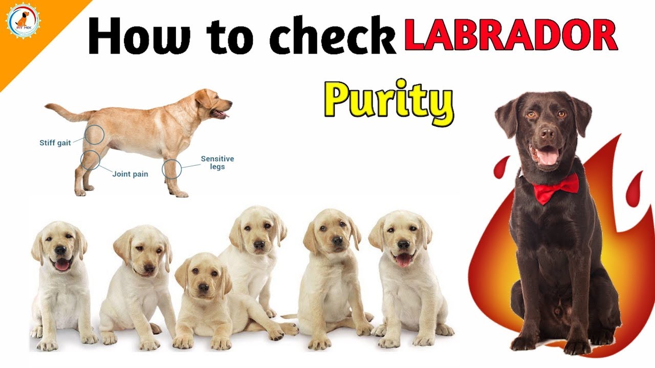 pure lab puppies