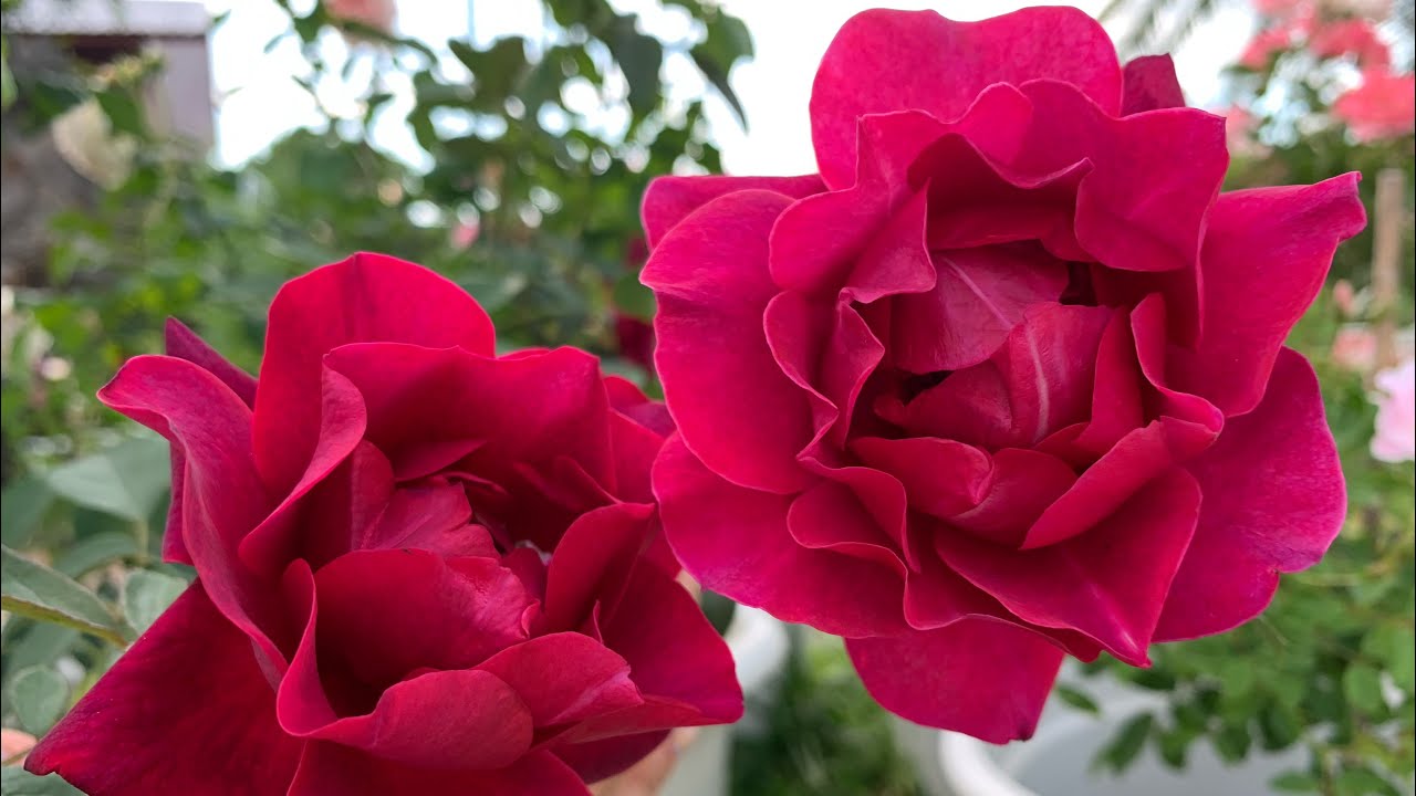 My roses Ep.48 สวัสดีปีใหม่ด้วยกุหลาบไวน์แดง Odysseia | น้อง Aube บานคุ้มค่ากับการรอคอย