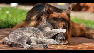 🐈 Коты -дрессировщики собак! 🐕 Подборка смешных котов и собак для хорошего настроения! 😻