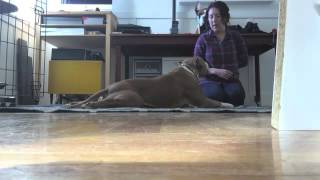 Muzzle Up Video Training Series: Pre-muzzle handling prep Muzzle Desensitization And Counterconditioning With Bumas