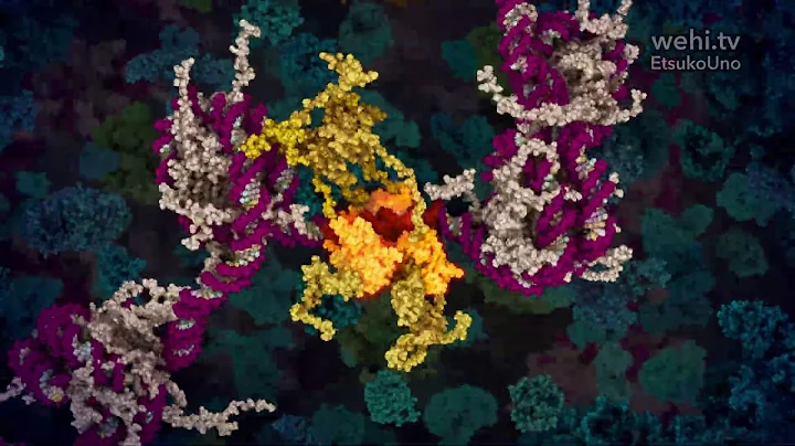 p53 Tumour Suppressor (2016) by Etsuko Uno wehi.tv