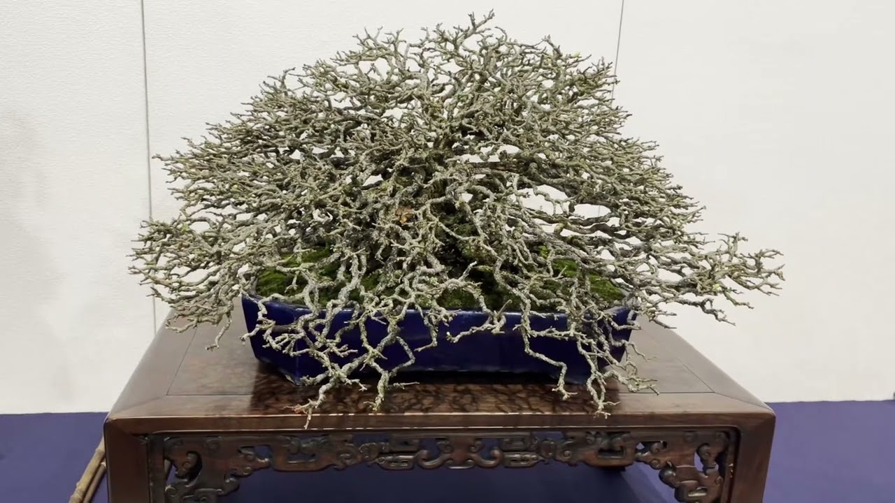 Tokyo Bonsai Expo 2026 – Inside Japan’s Legendary 100th Kokufu Bonsai Exhibition