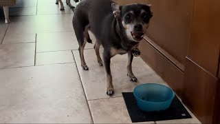 Small dog feeding time and crunching kibble sounds