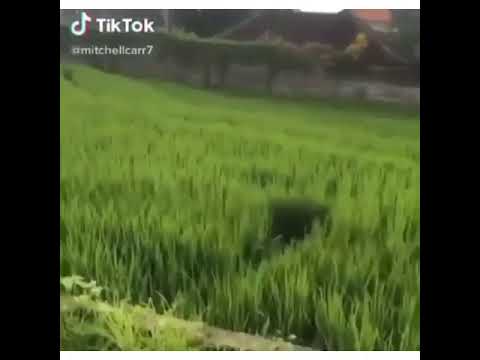 Video Viral Bule Rusakan Tanaman Padi dengan Lompat ke sawah hanya untuk Tiktok
