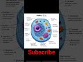 Structure of an Animal Cell #education #study