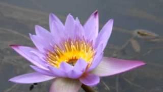 Download Lagu Hati Luka-Kumpulan Matahari.mpg MP3