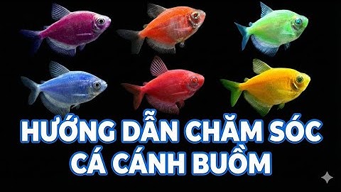 Hướng dẫn chăm sóc cá Cánh buồm