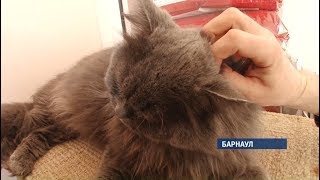 В Барнаульском приюте для животных «Ласка» появилась котокомната В Барнаульском приюте для животных «Ласка» появилась котокомната