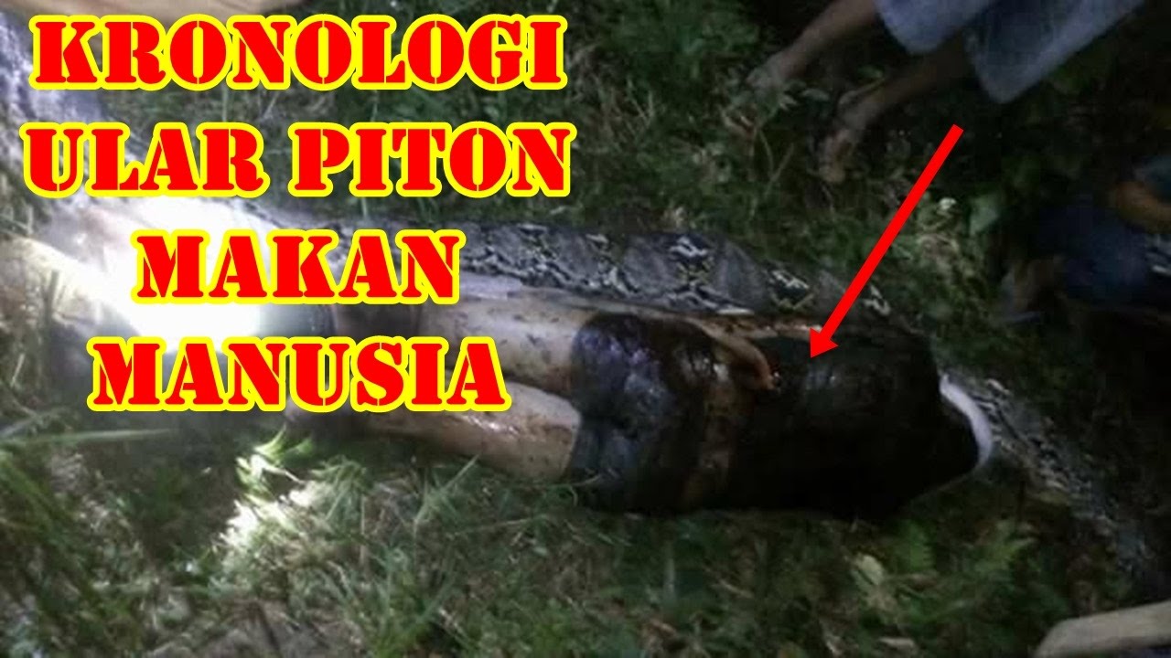 Kronologi Ular phyton Makan Manusia di  Sulawesi  Barat 