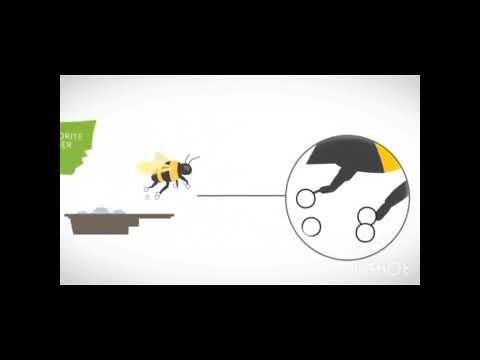 BEE VECTORING TECHNOLOGY