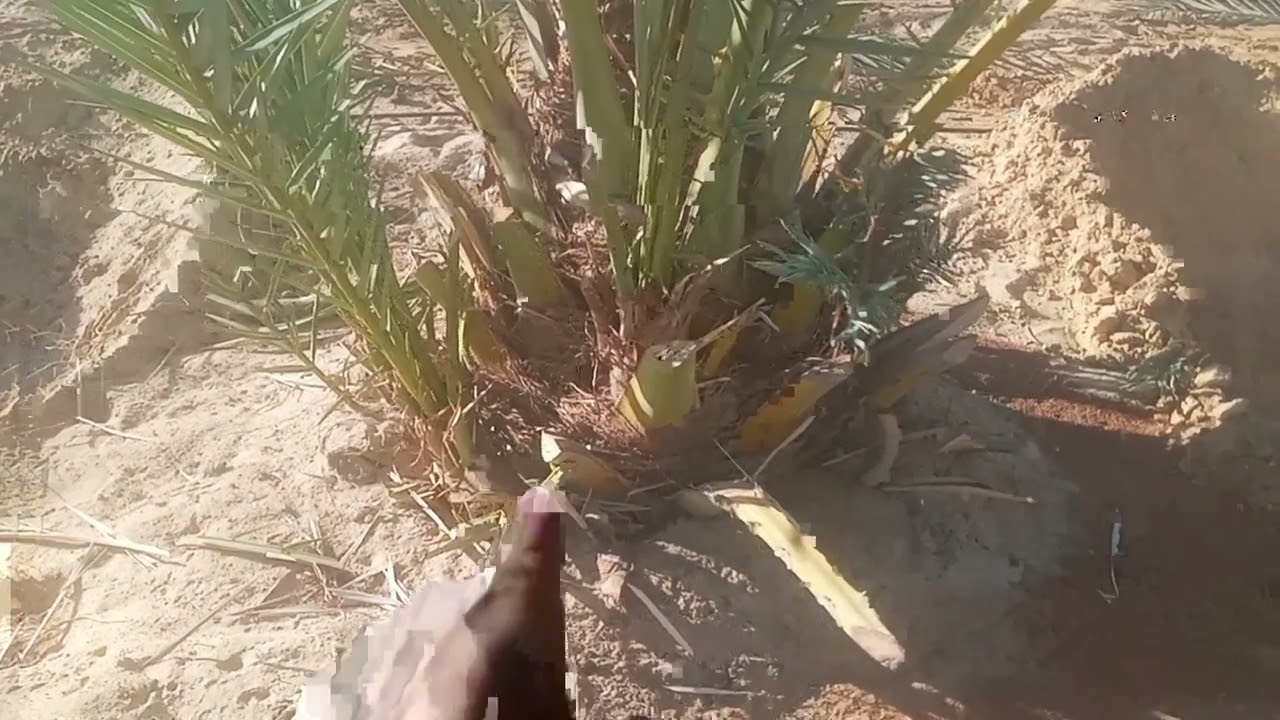 ازاي أستفيد من رواكيب النخلة ( الرواكيب الأرضية)؟ / وأهم طريقة للتفرقة بين الفسيلة والراكوب  