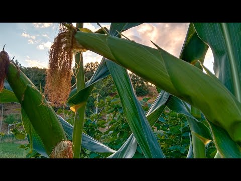 Un vistazo a la huerta ✨🥰🙏🏻👏🏻🌞 Un vistazo a la huerta ✨🥰🙏🏻👏🏻🌞