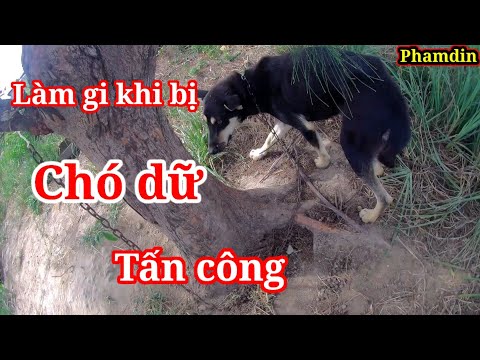 Video: Làm thế nào để giữ chó của bạn thoát khỏi cửa ra phía trước