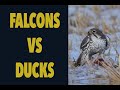 Prairie falcons hunting Mallards compilation.  SLOW MOTION STUDY..