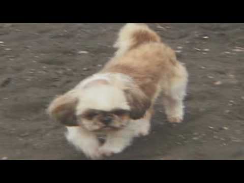 MAX SURFING 2000