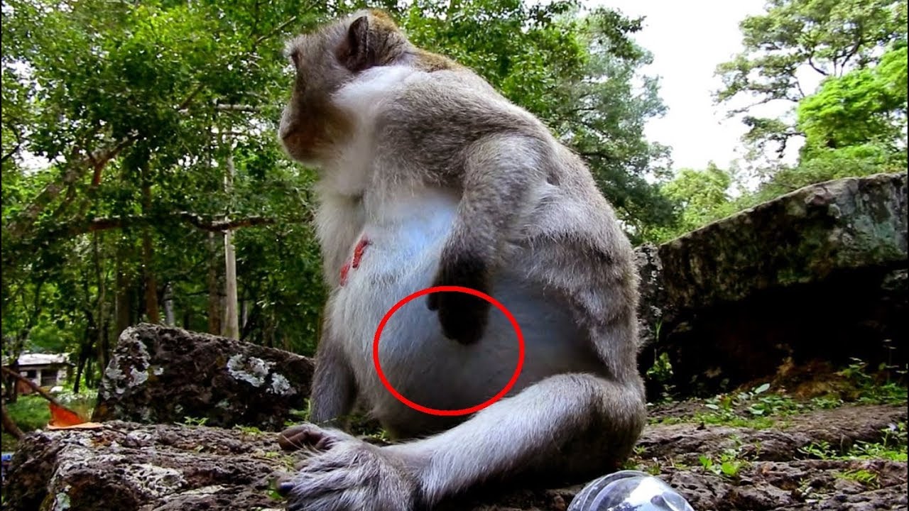 first foundry Baby Is Moving Inside Big Pregnant Of Monkey Jane/ Pregnant Is Going To Ready To Give A Birth