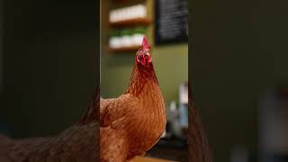 A Hen Ordering Coffee Like a Human?! ☕🐔