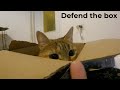 Nala cat - defend the box 📦😼