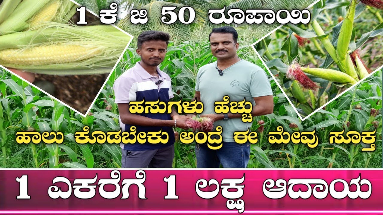 ಬೇಬಿ ಕಾರ್ನ್ ಬೆಳೆಯಿಂದ ಡಬಲ್ ಬೆನಿಫಿಟ್|Baby corn farming in kannada|Baby corn farming|baby corn saling|