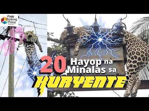 Video: Saan nakatira ang mga lynx, sa anong zone. Lynx: kung ano ang kinakain nito, kung saan ito nakatira