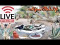  live desert wildlife watering hole quail roadrunner ravens songbirds  more ad free live